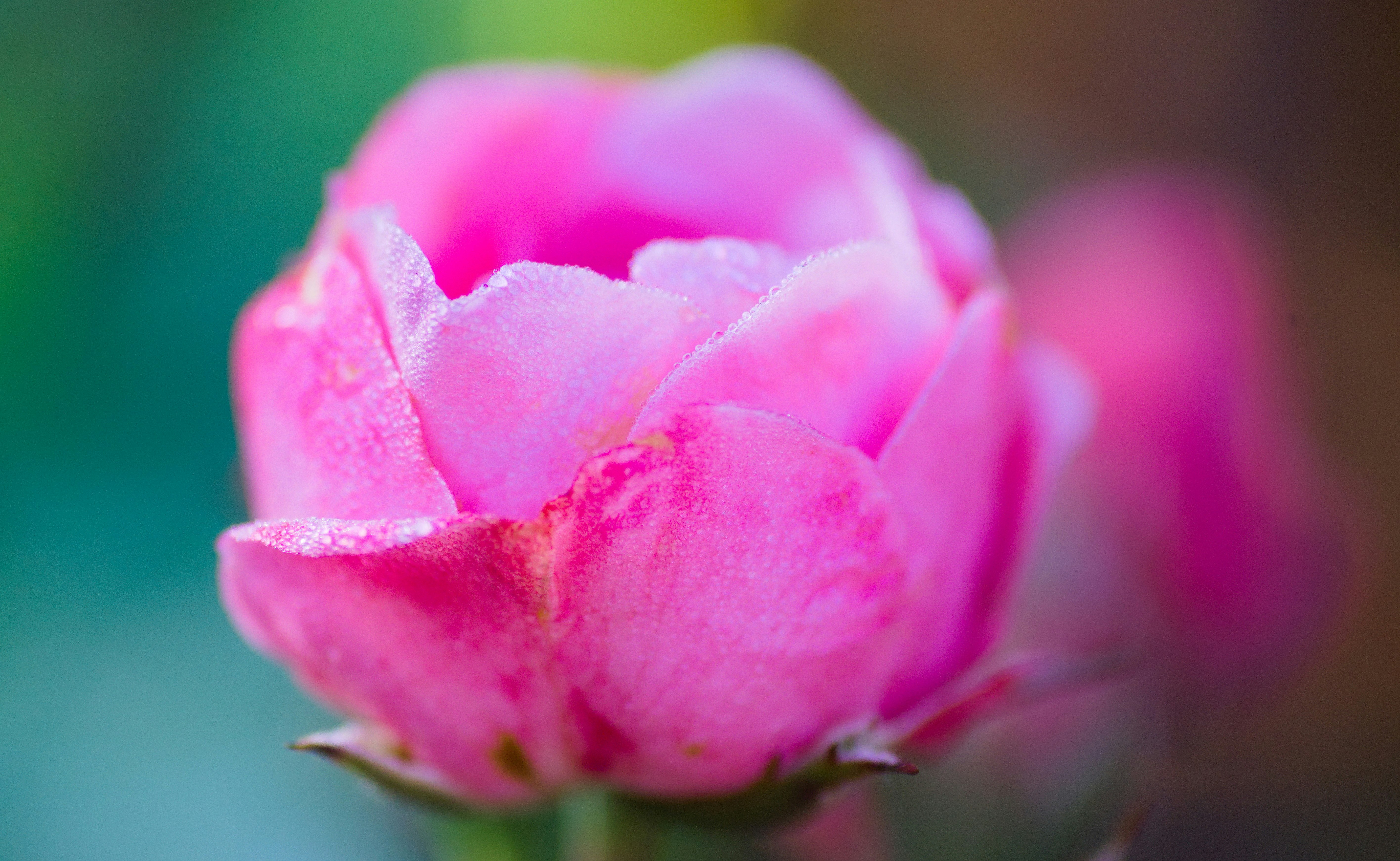 pink flower in macro shot